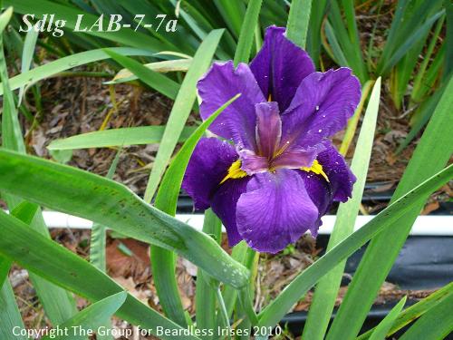Sdlg LAB-7-7a-898 